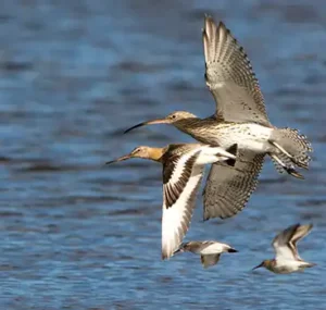 Aves volando sobre el Complejo Intermareal Umia- O Grove