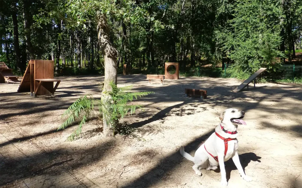 Parque agility, parque canino perfecto para viajeros con perros